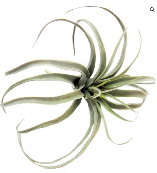 PLANT AIRPLANT SKYWARDS 25CM