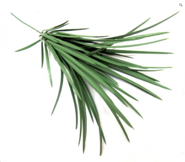 PLANT JUNCEA TILLANDSIA