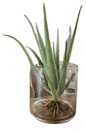 VASE ROUND CYLINDER + ALOE PLANT 25X25CM
