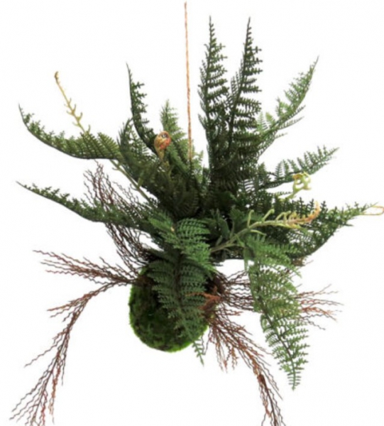 PLANT FERN BALL MAJESTY 45CM