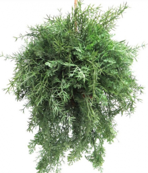 PLANT HANGING TANGLE VINE