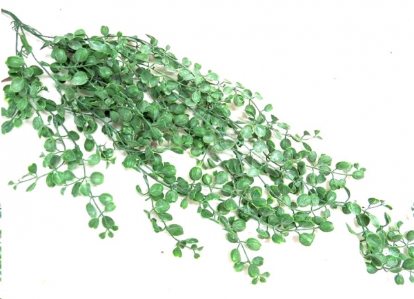 PLANT HANGING WOODSORREL VINE