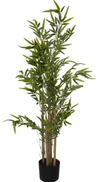 PLANT BAMBOO TREE IN POT 1.2M