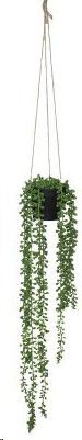 PLANT HANGING DONKEY TAIL IN POT