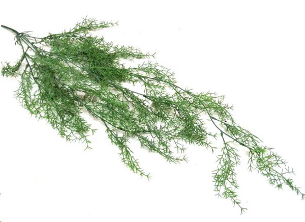 PLANT HANGING VINE SPRENGENI