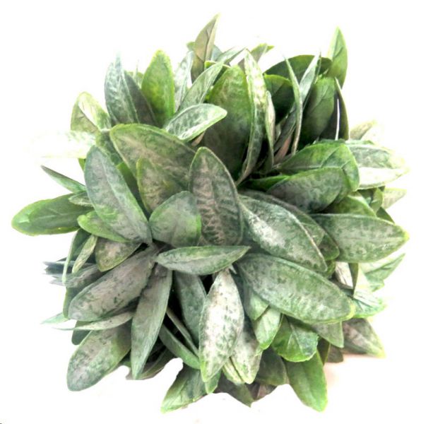 PLANT BALL OLEA 16CM