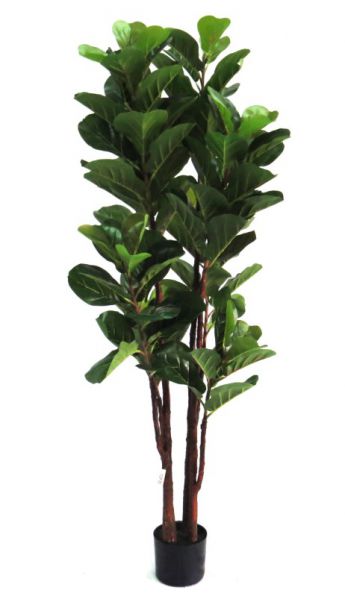 PLANT TREE FIDDLEWOOD JUNIPER 150CM