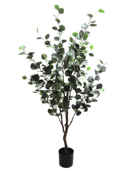 PLANT TREE EUCALYPTUS 150CM