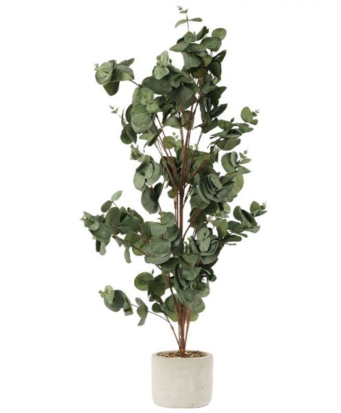 PLANT TREE EUCALYPTUS SILVER DOLLAR