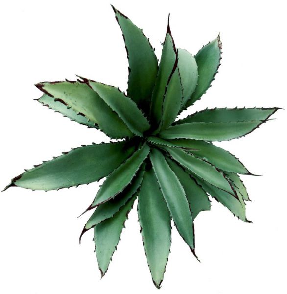 PLANT ALOE 30CM/D