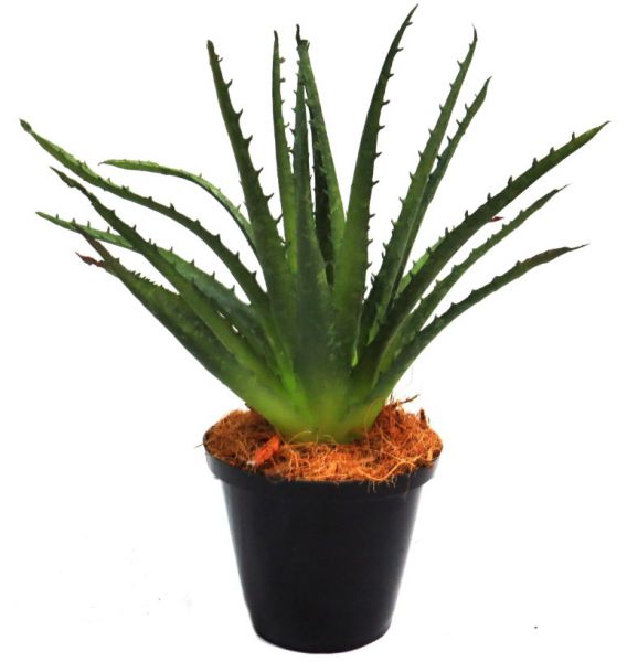 PLANT ALOE SINGULATA 18CM