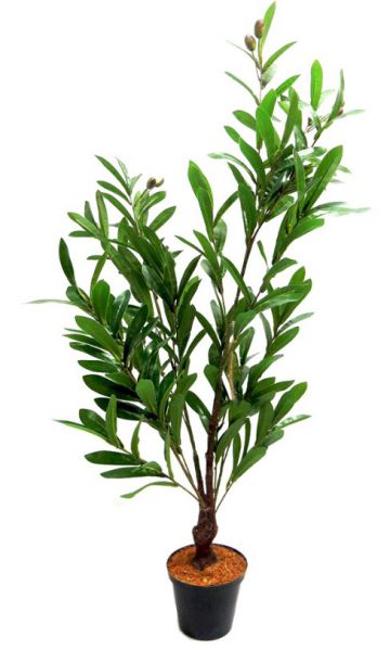 PLANT TREE OLIVE FRUITING 90CM/H