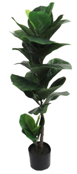 PLANT TREE FIDDLEWOOD 105CM