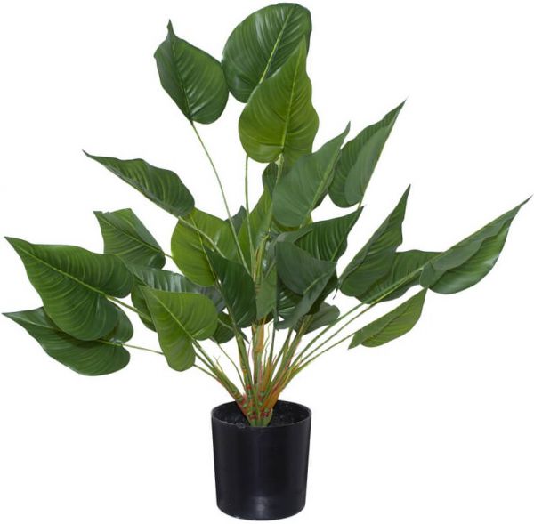 PLANT TREE ELEPHANT EAR 65CM