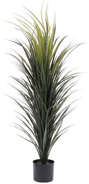 PLANT MADAGASCAN DRAGON 120CM