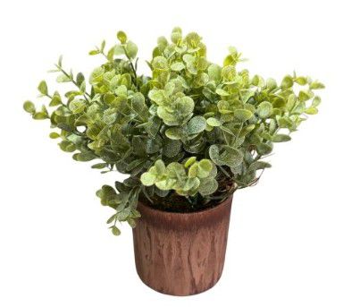 PLANT FINE PENNY 18CM