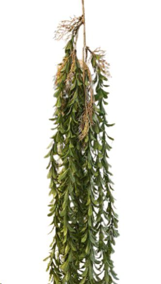 PLANT HANGING STRING OF TEARS