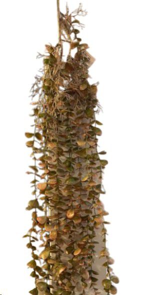 PLANT HANGING GOLD COIN LEAF