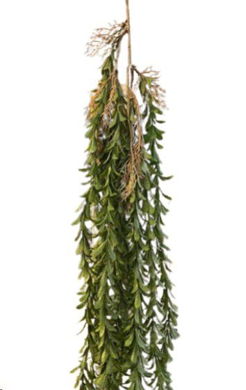 PLANT HANGING FERN