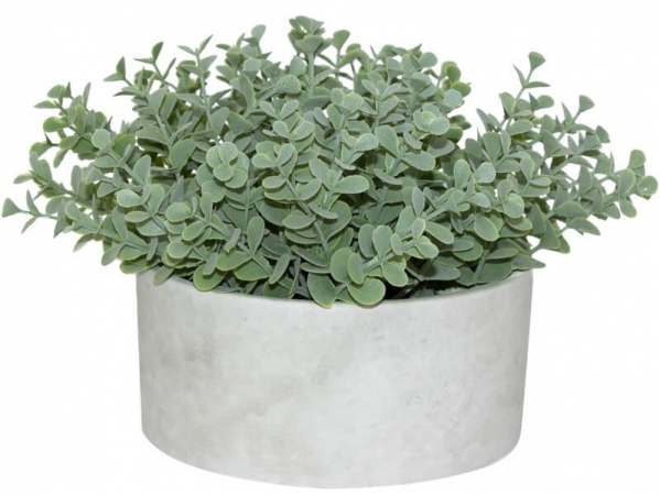 PLANT SUCCULENT IN POT 15CM