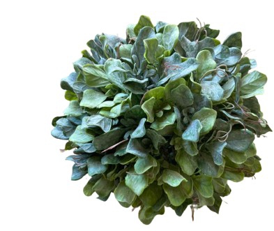 PLANT SEAKALE BALL 24CM