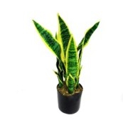 PLANT MOTHER IN LAW TONGUE 45CM