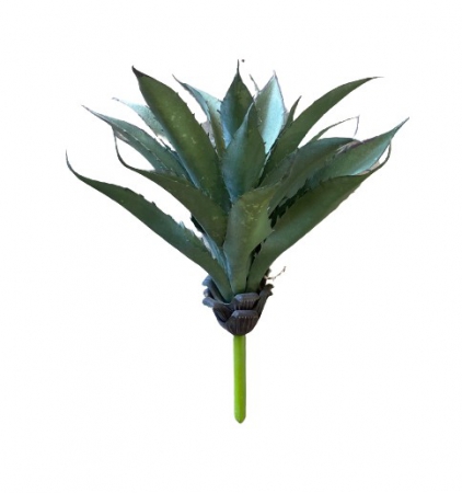 PLANT ALOE OPIA