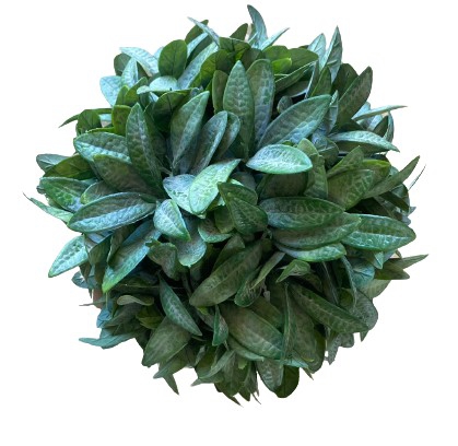 PLANT BALL ASHBROOK 24CM