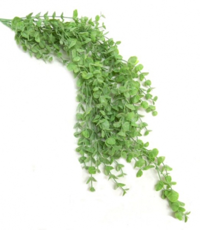 PLANT LIMEJADE VINE 85CM