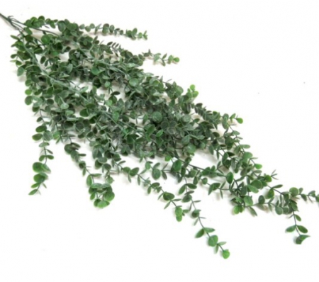 PLANT PASTORAL VINE