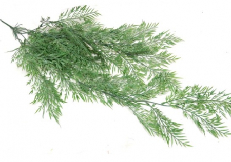 PLANT APIUM FERNY DRAPE