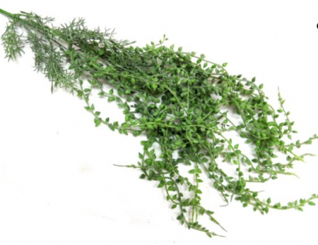 PLANT PEAVINE HANGING