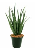 PLANT ALOE NATAL