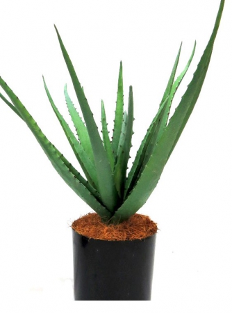 PLANT ALOE LINEAGE