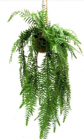 PLANT FERNFALL HANGING BALL
