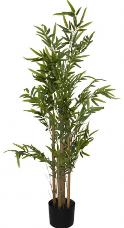 PLANT BAMBOO TREE IN POT 1.2M