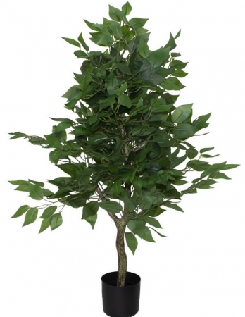 PLANT FICUS TREE IN POT 90CM