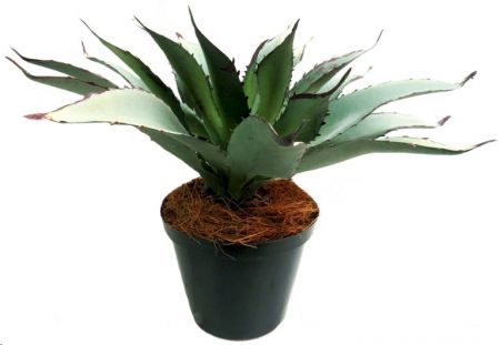 PLANT ALOE BELLA THORNA