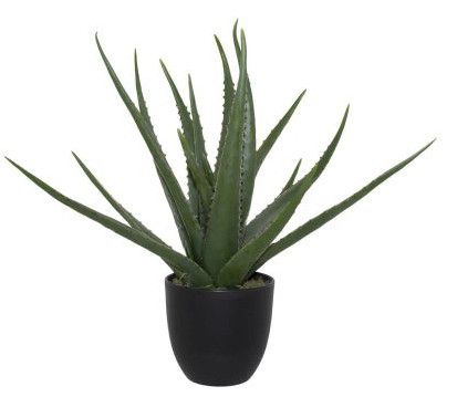 PLANT ALOE IN POT 47CM