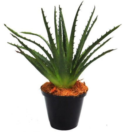 PLANT ALOE SINGULATA 18CM