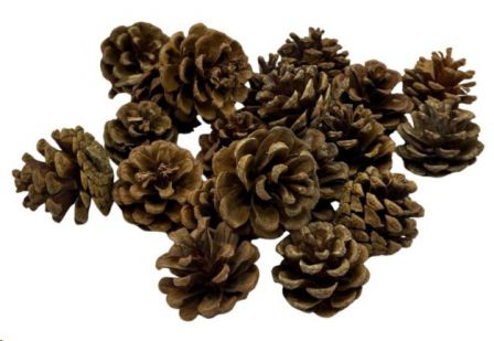 PINECONE NATURAL