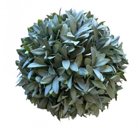 PLANT LAUREL BALL 32CM