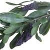 PLANT PURPLE FLOWERS